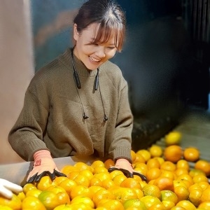 노지감귤 소과 10kg