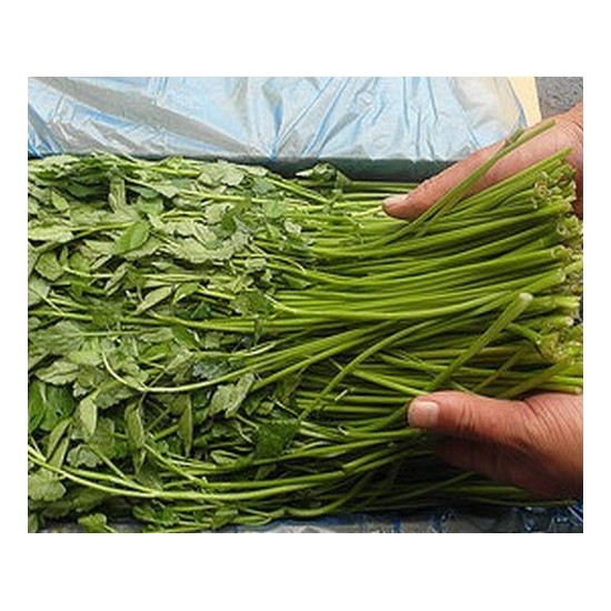 돌미나리 4kg (1개)