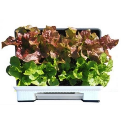 영농사 ㅤ상추재배 8종세트_이미지