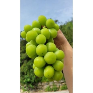  봉이네 샤인머스캣 1kg [1개]
