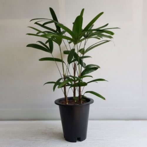 온누리꽃농원 관음죽 70cm_이미지