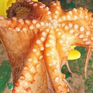 굴키우는남자 조업 통영 돌<b>문어</b> 1kg 2-4미내외 활<b>문어</b>