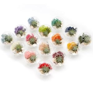 아침향기 틸란드시아 스탠드볼 테라리움 DIY_15colors