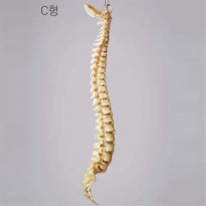 사이언스119 척추 골격 모형 C형/JS-1834_이미지