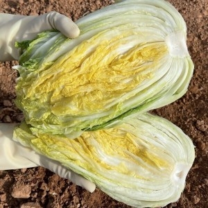 김씨농가 해남 땅끝 절임배추 20kg