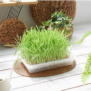 이지앤프리 새싹보리키우기 새싹가습기 수경 식물재배기 세트_이미지