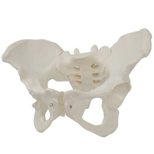 [불명] 인체 여성 골반모형R 교구 수업 관찰 교육이미지입니다. 누르면 해당 게시물로 새창이동합니다.