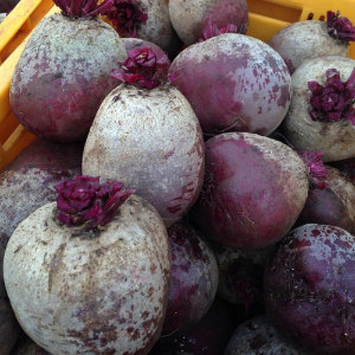제주 레드비트 특품 1kg