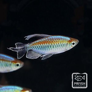 [�Ҹ�] ��� ��Ʈ��