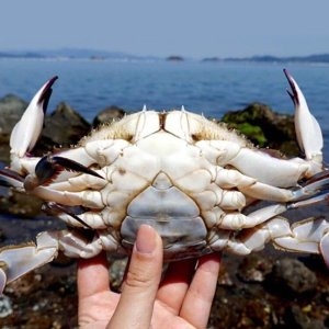 대한민국농수산 속이 꽉 찬 산지직송 급속냉동 암꽃게 3kg