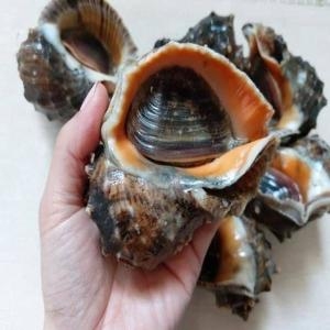 우체국쇼핑 산지직송 제철 자연산 생물 활 참소라 1kg 6-10미_이미지