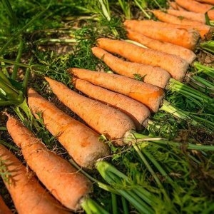 파인밀 국내산 제주 햇 흙당근 중 10kg