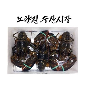 삼성수산 냉동 랍스터 500g (1개)_이미지
