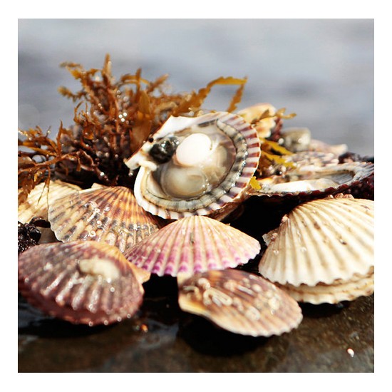 �ູ�Ѱ����� �뿵 ������ 5kg