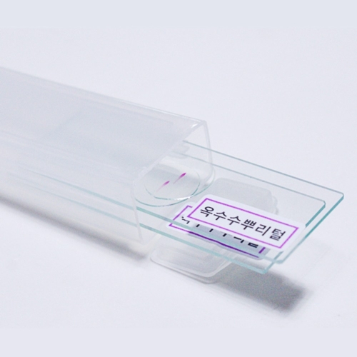 [불명] 옥수수뿌리털 프레파라트 2개_이미지