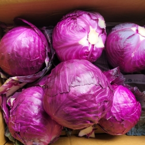 제주도 적채 적양배추 적색 양배추 샐러드