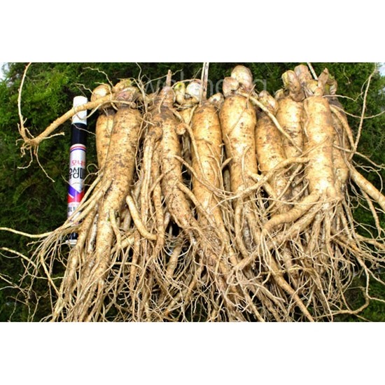 금산인삼 원수삼 중 최상 6호 750g (13~17뿌리)_이미지
