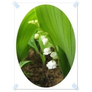 은방울꽃/야생화/취미/화단/정원