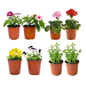 봄맞이 꽃 허브 모종 기획전 제라늄 일일초