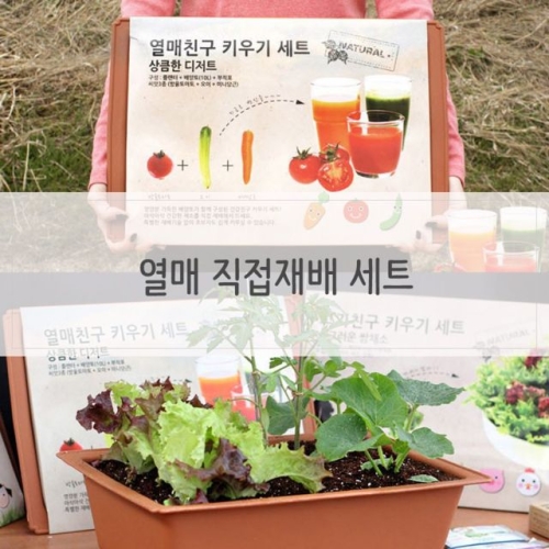 장수꽃나무 키우기쉬운식물 베란다텃밭 화분 열매 재배세트 식물_이미지