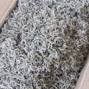 국산 지리멸치 1.5kg 특품 볶음멸치 잔멸치 멸치 세멸