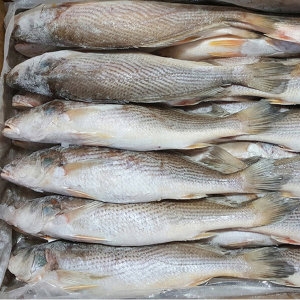 민어조기 3P 32~34cm 36마리 전후