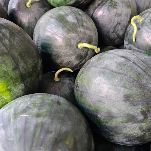 늘푸른우리 프리미엄 흑수박 3.5kg (1개)_이미지
