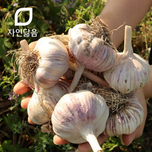  자연닮음 국산 밭 저장 장아찌용 통마늘 중 3kg [1개]