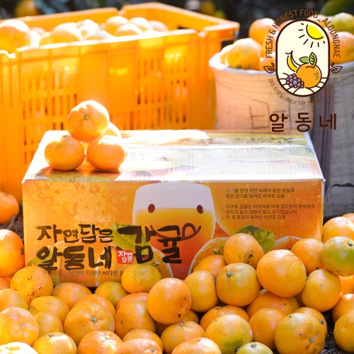 산지애 제주 노지감귤 로얄과 4.5kg (1개)_이미지