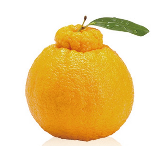 가든클래식스 월간청과 한라봉 5~8개(과) 2kg (1개)_이미지