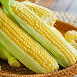 더싱싱 국내산 초당옥수수 16cm이상 특