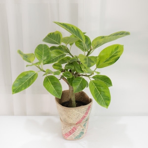 뱅갈고무나무 중품 실내공기정화식물 인테리어 화분