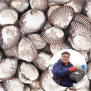 조이야드 벌교 새꼬막 2kg (1개)
