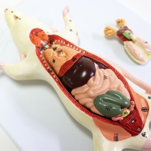 마우스 쥐 내부 장기 해부모형 관찰학습 수의학 신기한 과학수업