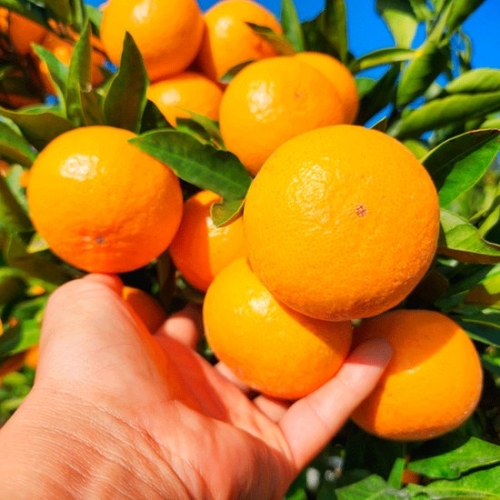 �����ڿ� ���� ���絵 Ÿ�̺� ���� �����̾� Ưǰ �ξ�� 5kg