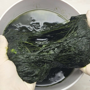 신선집중 국내산 장흥 찰 매생이 외 100g