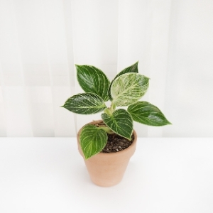 무늬콩고나무 필로덴드론 버킨 콩고 공기정화식물