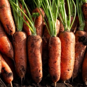 오늘의채소 국내산 흙당근 10kg