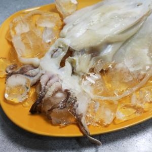 국내산 반건조 갑오징어 중 220g