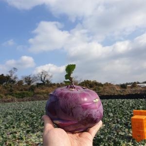  팜쿡 제주 콜라비 5kg [1개]