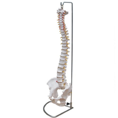 �̷��޵����� 4D �Ƴ���� �⺻ô�� ���� (XC-105)