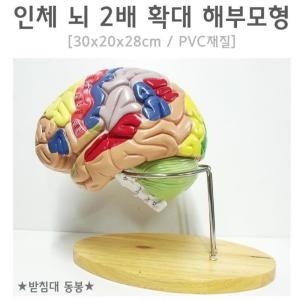 인체 뇌 2배 확대 해부모형R_이미지