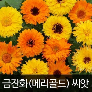 금잔화씨앗 금잔화 씨앗 꽃씨앗   80알_이미지