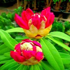 만병초 꽃 인테리어 화분 만병초나무