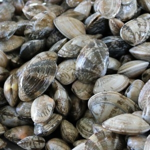 하전바지락 고창 하전갯벌 바지락 10kg (1개)_이미지