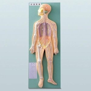  신경계모형/JS-5220/방과후/교과/영재
