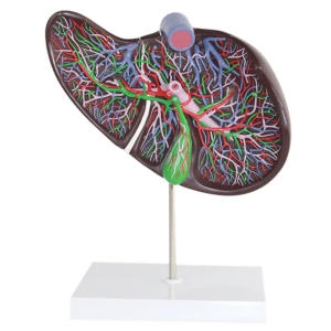  인체 간 내부 모형