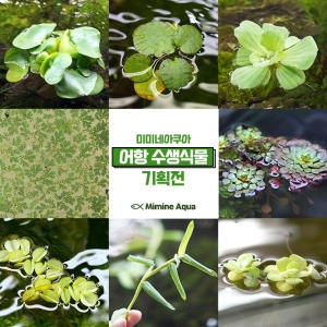미미네아쿠아 부레옥잠 3개_이미지