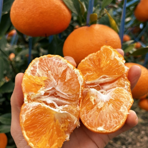 [불명] 제주 당도선별 천혜향 가정용 혼합과 5kg