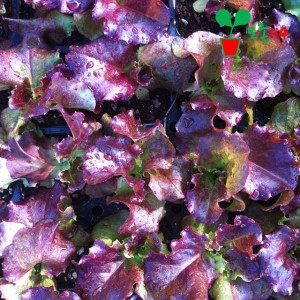 모종114 상추 모종 꽃 상추6개 베란다 텃밭 식물 씨앗 채소